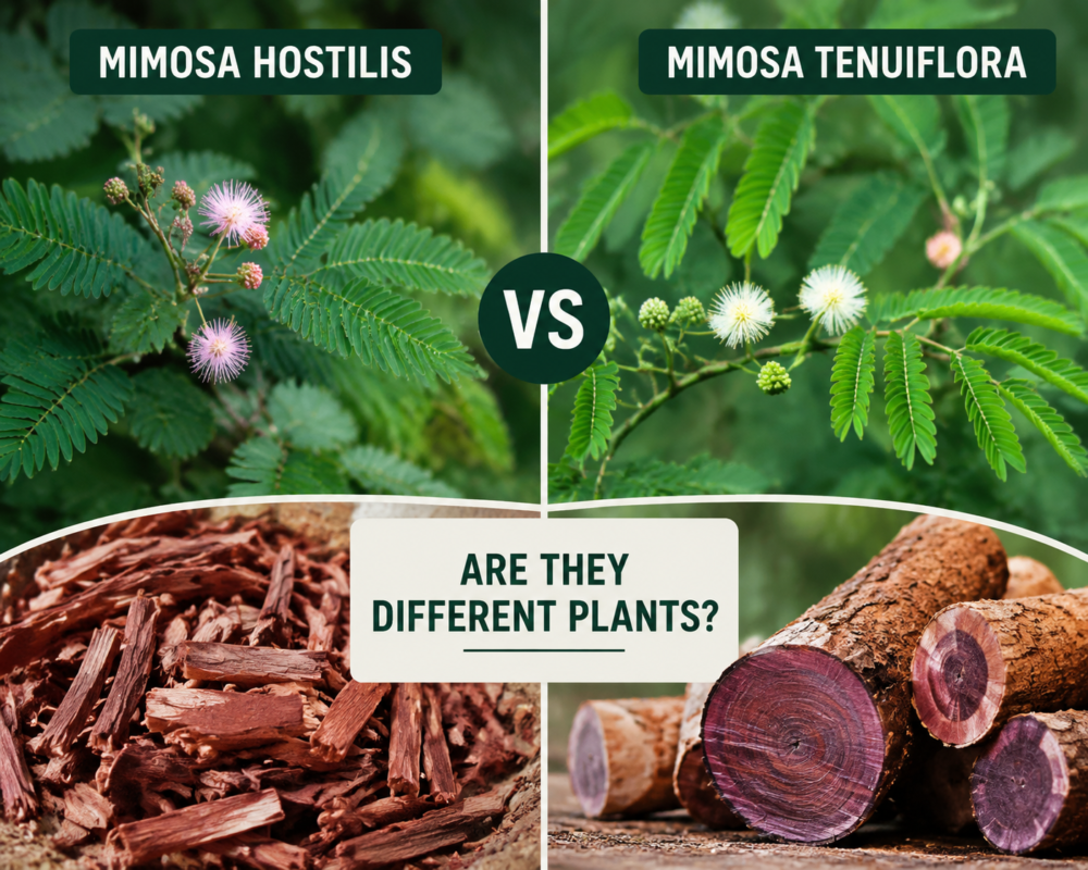 Mimosa Hostilis vs Mimosa Tenuiflora plant comparison showing leaves, flowers, and botanical differences